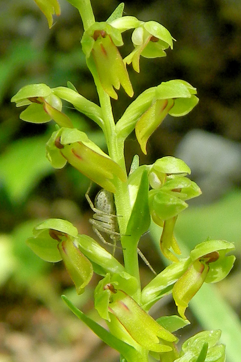 Orchidea verde